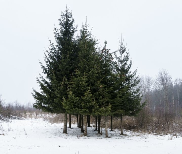 [서울=뉴시스] '크리스마스 트리'로 친숙한 가문비나무 잎에서 금 나노 입자가 발견됐다는 연구 결과가 나왔다. (사진=위키피디아 갈무리) 2025.10.14 *재판매 및 DB 금지
