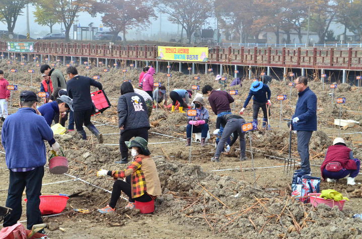 [밀양=뉴시스] 지난해 연근캐기 체험행사. (사진= 밀양시 제공) 2025.10.14. photo@newsis.com *재판매 및 DB 금지