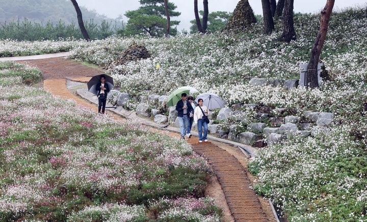 [정읍=뉴시스] 14일 정읍 구절초지방정원에서 '제18회 구절초꽃축제'가 개막했다. 구절초꽃이 만개한 꽃밭을 관광객들이 거닐고 있다. (사진=정읍시 제공) 2025.10.14. photo@newsis.com *재판매 및 DB 금지