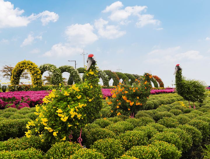 [연천소식]연천국화축제, 17~26일 개최…국화정원 선봬 등