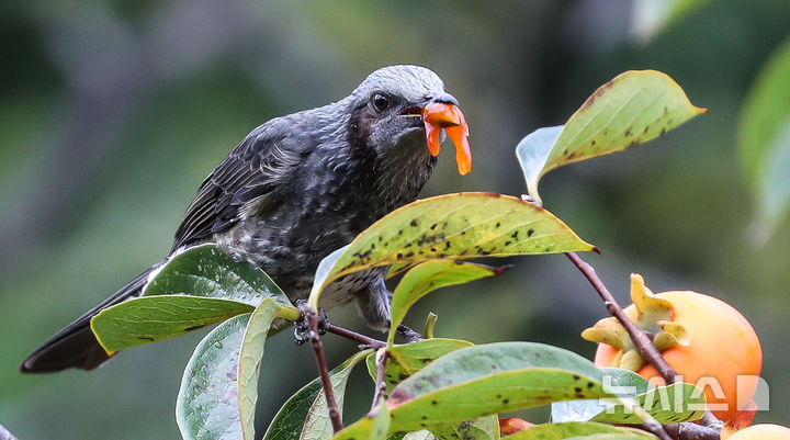 [제주=뉴시스] 우장호 기자 = 가을을 재촉하는 비가 내리는 14일 오전 제주시 연동의 한 감나무 위로 직박구리가 날아와 먹이활동을 하고 있다. 2025.10.14. woo1223@newsis.com