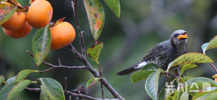 [제주=뉴시스] 우장호 기자 = 가을을 재촉하는 비가 내리는 14일 오전 제주시 연동의 한 감나무 위로 직박구리가 날아와 먹이활동을 하고 있다. 2025.10.14. woo1223@newsis.com