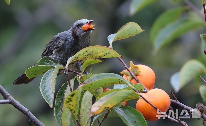 [제주=뉴시스] 우장호 기자 = 가을을 재촉하는 비가 내리는 14일 오전 제주시 연동의 한 감나무 위로 직박구리가 날아와 먹이활동을 하고 있다. 2025.10.14. woo1223@newsis.com