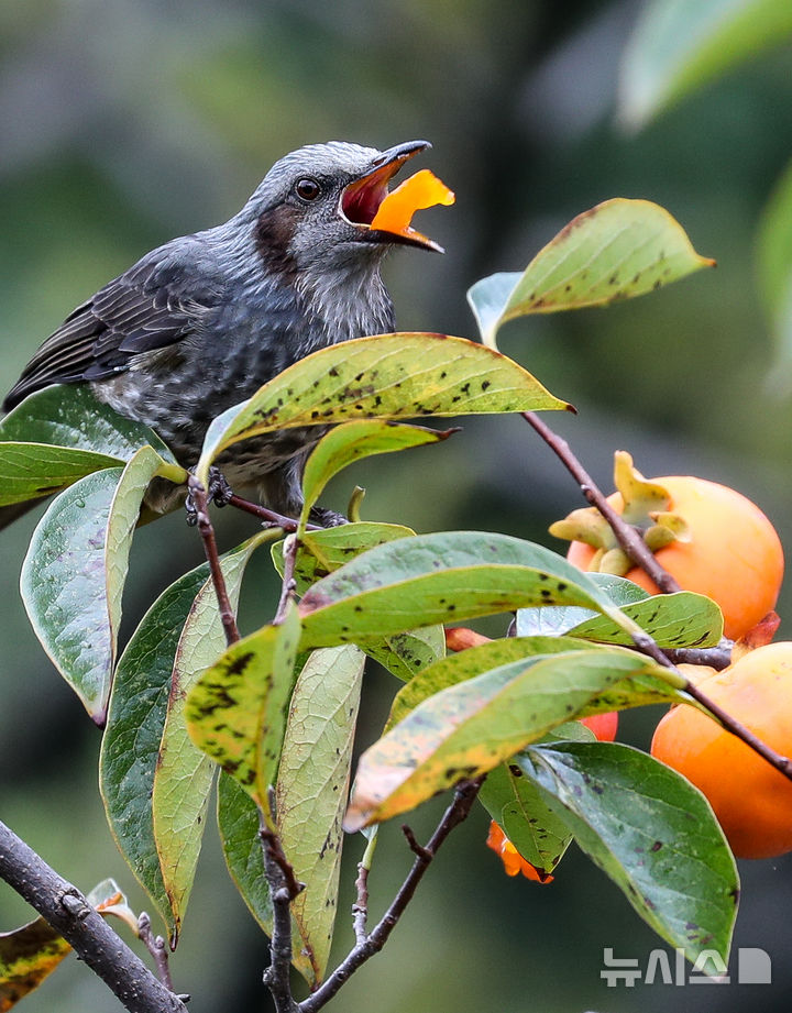 [제주=뉴시스] 우장호 기자 = 가을을 재촉하는 비가 내리는 14일 오전 제주시 연동의 한 감나무 위로 직박구리가 날아와 먹이활동을 하고 있다. 2025.10.14. woo1223@newsis.com