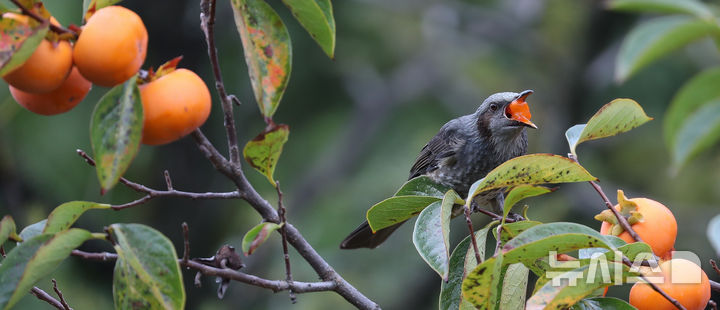 [제주=뉴시스] 우장호 기자 = 가을을 재촉하는 비가 내리는 14일 오전 제주시 연동의 한 감나무 위로 직박구리가 날아와 먹이활동을 하고 있다. 2025.10.14. woo1223@newsis.com