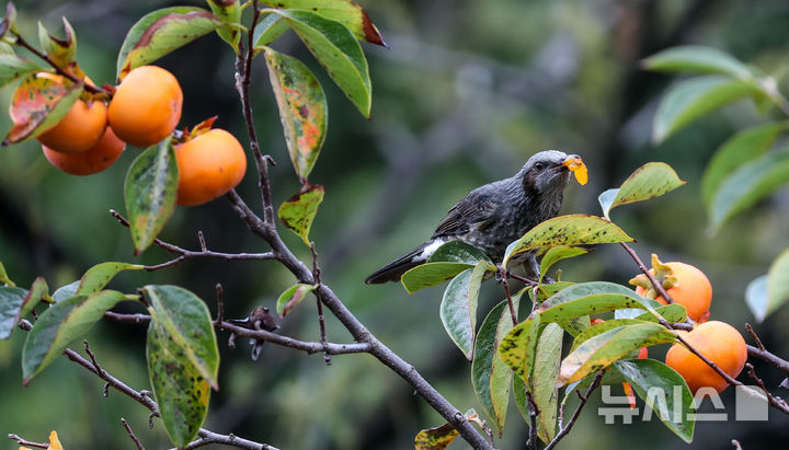 [제주=뉴시스] 우장호 기자 = 가을을 재촉하는 비가 내리는 14일 오전 제주시 연동의 한 감나무 위로 직박구리가 날아와 먹이활동을 하고 있다. 2025.10.14. woo1223@newsis.com
