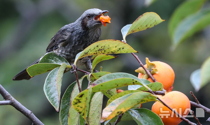 [제주=뉴시스] 우장호 기자 = 가을을 재촉하는 비가 내리는 14일 오전 제주시 연동의 한 감나무 위로 직박구리가 날아와 먹이활동을 하고 있다. 2025.10.14. woo1223@newsis.com