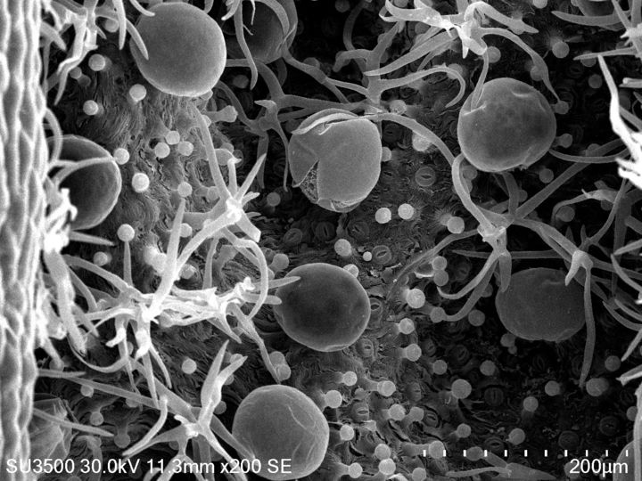 [세종=뉴시스] 농촌진흥청이 전자현미경을 통해 식물의 미세한 세계를 들여다보는 특별한 전시회를 개최한다. 허브 향기의 비밀부터 장미 꽃잎의 표면까지 궁금했던 식물의 구조를 과학적으로 살펴볼 수 있다. 사진은 로즈마리 잎의 표피. (사진 = 농진청 제공) 2025.10.15. *재판매 및 DB 금지