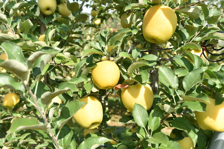 [청송=뉴시스] 시나노골드 사과 (사진=청송군 제공) 2025.10.15. photo@newsis.com *재판매 및 DB 금지