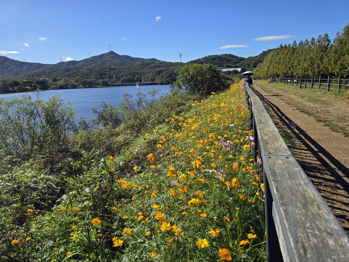 [서울=뉴시스] 황화 코스모스. 2025.10.16. (사진=서울대공원 제공) *재판매 및 DB 금지
