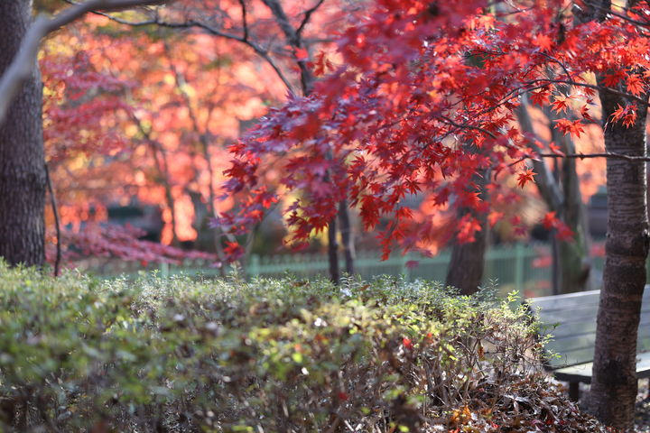 [보령=뉴시스] 보령시 성주산 단풍 풍경. (사진=보령시청 제공) 2025.10.16. photo@newsis.com *재판매 및 DB 금지