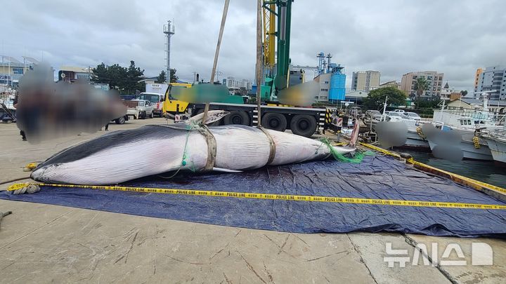 [제주=뉴시스] 16일 오전 제주시 한림읍 해상에서 길이 약 10m, 둘레 3.6m, 무게 7t 가량의 참고래 새끼 사체가 혼획됐다. 해경이 참고래 사체를 육상에 인양하고 있는 모습. (사진=제주해양경찰서 제공) 2025.10.16. photo@newsis.com