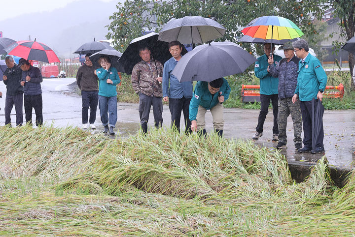 가을장마로 인한 벼 도복(倒伏)과 수발아 피해가 잇따르자 16일 박상수 삼척시장과 관계자들이 근덕면 매원리와 교가리 일원 피해 현장을 긴급 점검하고 있다.(사진=삼척시 제공) *재판매 및 DB 금지