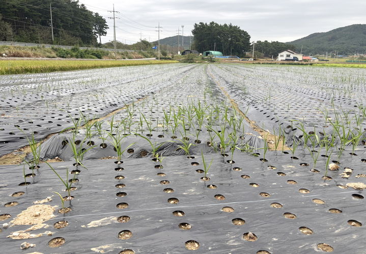 [태안=뉴시스] 최근 잦은 비로 충남 태안의 한 마늘 재배농가가 밭에 파종을 못하면서 파종 구멍이 드문드문 비어 있다. (사진=태안군 제공) 2025.10.16. photo@newsis.com *재판매 및 DB 금지