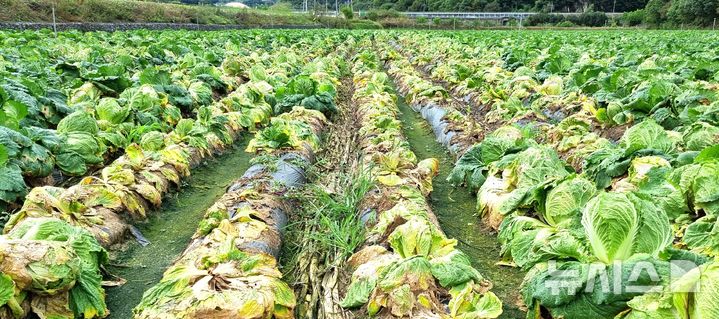 [제천=뉴시스] 이병찬 기자 = 가을비가 지속된 16일 충북 제천시 송학면 장곡리 한 배추밭에 무름병이 번지고 있다.2025.10.16.bclee@newsis.com
