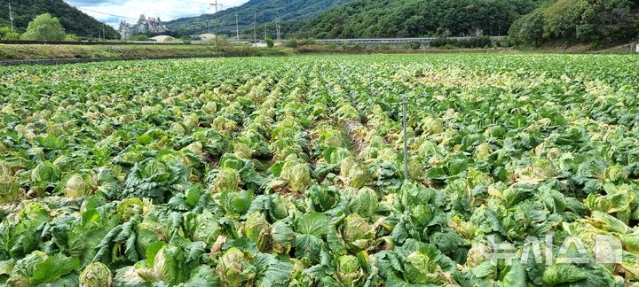 [제천=뉴시스] 이병찬 기자 = 가을비가 지속된 16일 충북 제천시 송학면 장곡리 한 배추밭에 무름병이 번지고 있다.2025.10.16.bclee@newsis.com 
