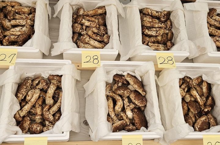  [봉화=뉴시스] 봉화송이축제장에서 송이를 판매하고 있다. (사진=봉화군 제공) 2025.10.16. photo@newsis.com *재판매 및 DB 금지