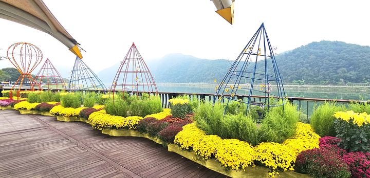 [뉴시스 앵글]가을 국화로 물든 단양 거리