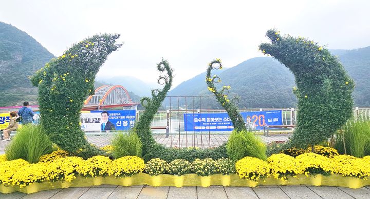 [뉴시스 앵글]가을 국화로 물든 단양 거리