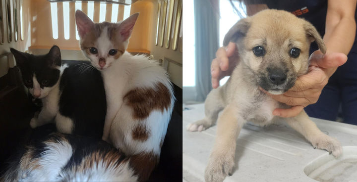 [완주=뉴시스] 지난 13일 동물보호법 위반 혐의로 불구속 입건된 20대 남성의 완주군 이서면 자택에서 발견된 강아지와 고양이. (사진=사회적협동조합 전국길고양이보호단체연합 제공) 2025.10.16. photo@newsis.com *재판매 및 DB 금지