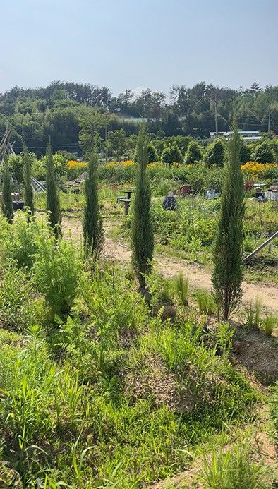 [울산=뉴시스] 울산시는 중구 성안동에 위치한 민간정원 ‘소오소오’를 '수목원·정원의 조성 및 진흥에 관한 법률'에 따라 울산시 제9호 민간정원으로 등록했다고 17일 밝혔다. (사진= 울산시 제공) 2025.10.17.photo@newsis.com *재판매 및 DB 금지