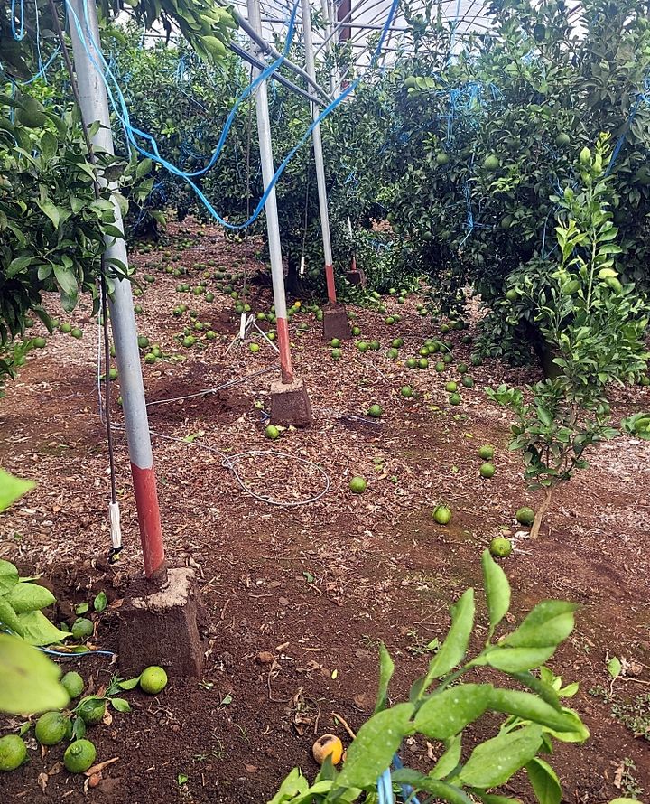 [서귀포=뉴시스] 지난 15일 오후 제주 서귀포시 남원읍 태흥리 마을을 휩쓴 용오름 현상 탓에 비닐하우스가 날아가고, 감귤이 떨어지는 등 피해가 발생했다. 사진은 용오름 피해 모습. (사진=독자 제공) photo@newsis.com *재판매 및 DB 금지