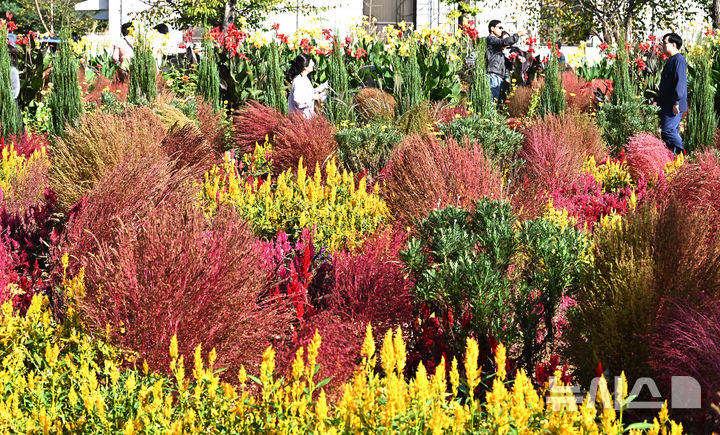 [평택=뉴시스] 김종택 기자 = 제13회 경기정원문화박람회가 열린 16일 경기 평택시 농업생태원에서 관람객들이 울긋불긋 가을꽃들로 조성된 정원을 산책하고 있다. 2025.10.16. jtk@newsis.com