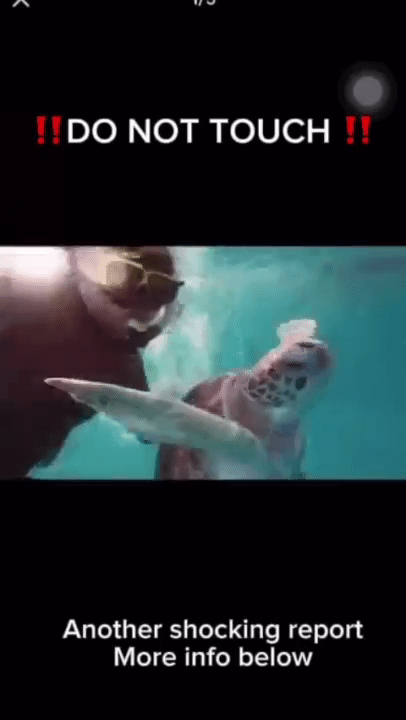 [뉴시스] 관광객들이 거북이를 괴롭히고 있는 모습 (영상=Tropical Research & Conservation Centre 인스타그램 계정) 2025.10.15. *재판매 및 DB 금지