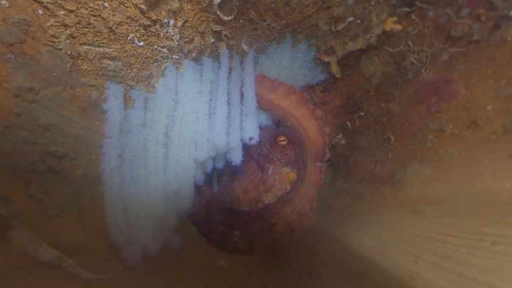 [부산=뉴시스] 참문어. (사진=한국수산자원공단 동해본부 제공) 2025.10.17. photo@newsis.com *재판매 및 DB 금지