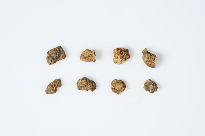  [서울=뉴시스] 경주 황남동 1호 목곽묘에서 나온 주인공 치아 (제공=국가유산청 제공) 2025.10.17. photo@newsis.com *재판매 및 DB 금지