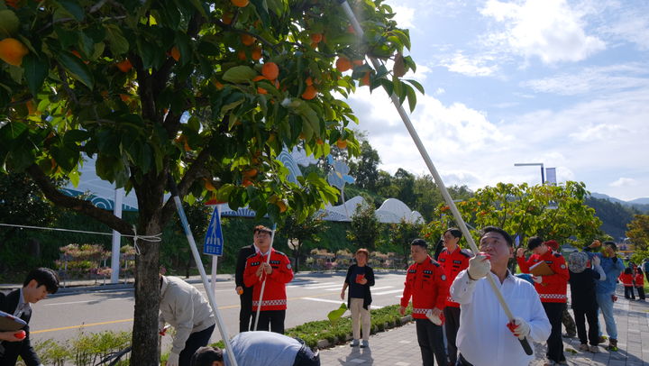 [영동=뉴시스] 15일 충북 영동군 영동읍 용두공원 도로변에서 정영철 군수와 영동군의회·노인회 관계자들이 감나무 가로수 열매를 수확하고 있다. 영동군은 1970년부터 주요 도로변 159㎞ 구간에 감나무 2만2000여 그루를 심었다. (사진=영동군 제공) 2025.10.17. photo@newsis.com *재판매 및 DB 금지