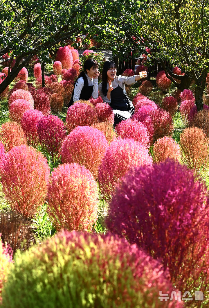 [용인=뉴시스] 김종택 기자 = 청명한 가을 날씨를 보인 17일 경기 용인시 에버랜드 하늘정원길에 코키아(댑싸리)가 붉게 물들어 있다. 2025.10.17. jtk@newsis.com