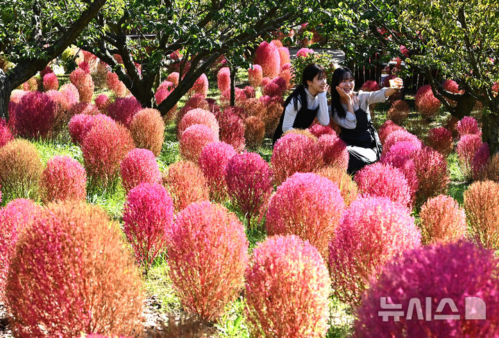 [용인=뉴시스] 김종택 기자 = 청명한 가을 날씨를 보인 17일 경기 용인시 에버랜드 하늘정원길에 코키아(댑싸리)가 붉게 물들어 있다. 2025.10.17. jtk@newsis.com
