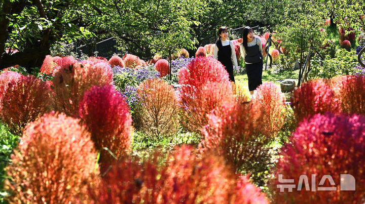 [용인=뉴시스] 김종택 기자 = 청명한 가을 날씨를 보인 17일 경기 용인시 에버랜드 하늘정원길에 코키아(댑싸리)가 붉게 물들어 있다. 2025.10.17. jtk@newsis.com