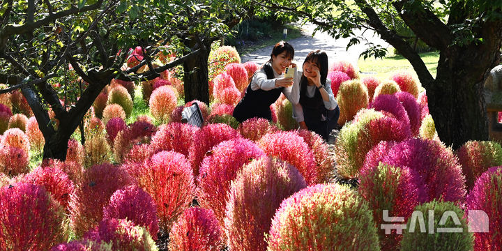 [용인=뉴시스] 김종택 기자 = 청명한 가을 날씨를 보인 17일 경기 용인시 에버랜드 하늘정원길에 코키아(댑싸리)가 붉게 물들어 있다. 2025.10.17. jtk@newsis.com