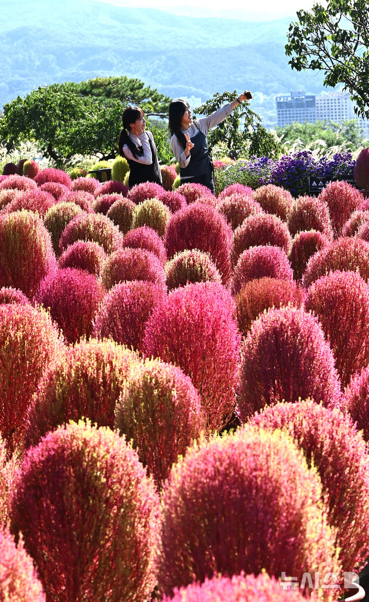[용인=뉴시스] 김종택 기자 = 청명한 가을 날씨를 보인 17일 경기 용인시 에버랜드 하늘정원길에 코키아(댑싸리)가 붉게 물들어 있다. 2025.10.17. jtk@newsis.com