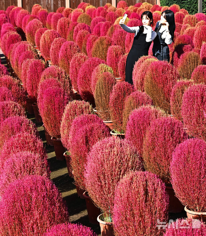 [용인=뉴시스] 김종택 기자 = 청명한 가을 날씨를 보인 17일 경기 용인시 에버랜드 하늘정원길에 코키아(댑싸리)가 붉게 물들어 있다. 2025.10.17. jtk@newsis.com