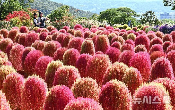 [용인=뉴시스] 김종택 기자 = 청명한 가을 날씨를 보인 17일 경기 용인시 에버랜드 하늘정원길에 코키아(댑싸리)가 붉게 물들어 있다. 2025.10.17. jtk@newsis.com