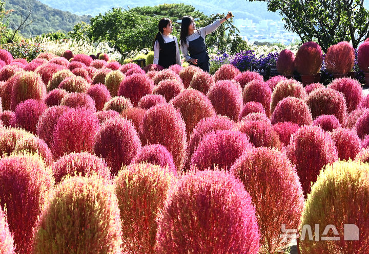 [용인=뉴시스] 김종택 기자 = 청명한 가을 날씨를 보인 17일 경기 용인시 에버랜드 하늘정원길에 코키아(댑싸리)가 붉게 물들어 있다. 2025.10.17. jtk@newsis.com