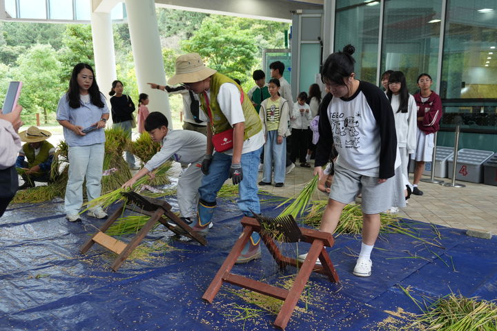 [통영=뉴시스] 신정철 기자 = 통영시지속가능발전교육재단은 18일, 통영시 용남면 통영RCE세자트라숲 다랭이논에서 초등학생과 가족 등 60여 명이 참여한 가운데 전통 방식의 추수 및 탈곡 체험을 진행했다. 사진은 벼 탈곡 체험 모습.(사진=통영RCE 제공).2025.10.18. photo@newsis.com *재판매 및 DB 금지