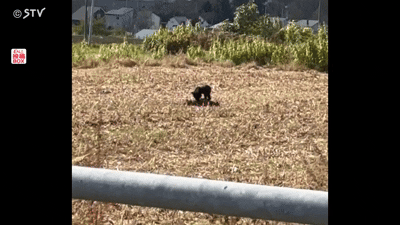 [뉴시스] 사슴을 먹고 있는 새끼 곰의 모습. (영상=STV뉴스) 2025.10.19 *재판매 및 DB 금지