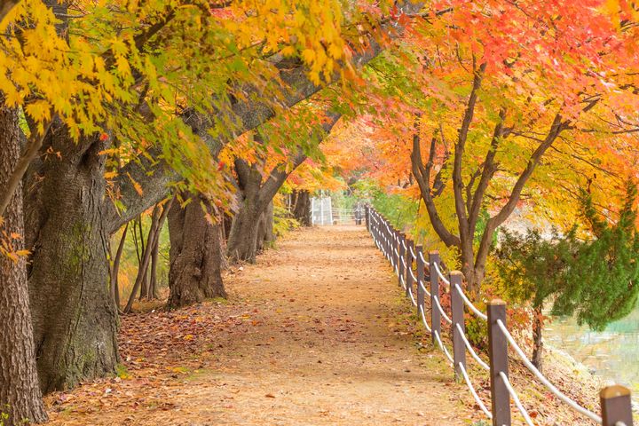 지난해 단풍길 개방 행사 모습. (사진=가평군 제공) photo@newsis.com *재판매 및 DB 금지