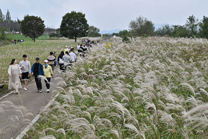 [광주=뉴시스] 지난 16일부터 19일까지 4일간 광주 서구 영산강변(극락교~서창교)과 나눔누리숲 일대에서 열린 제10회 광주서창억새축제. (사진 = 서구 제공) 2025.10.20. photo@newsis.com *재판매 및 DB 금지