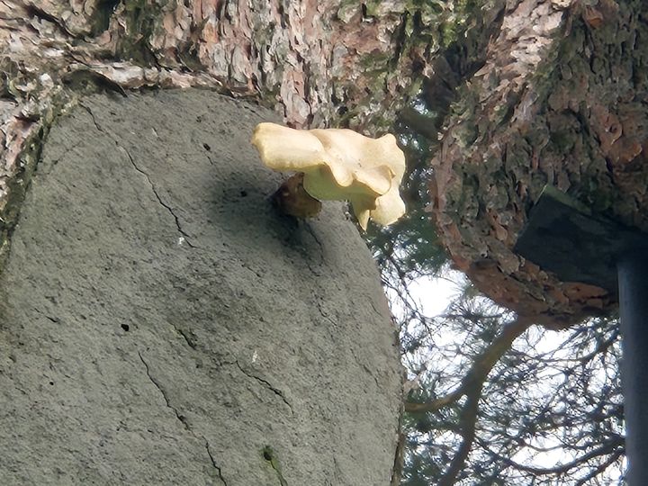 [거창=뉴시스] 거창군 천년기염물 당산리 당송 송이 개화 (사진=거창군 제공) 2025. 10. 20. photo@newsis.com *재판매 및 DB 금지