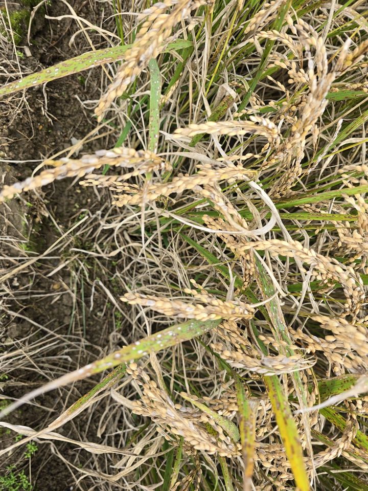 [창원=뉴시스]경남도, 벼 깨씨무늬병 피해조사.(사진=경남도 제공) 2025.10.20.photo@newsis.com *재판매 및 DB 금지