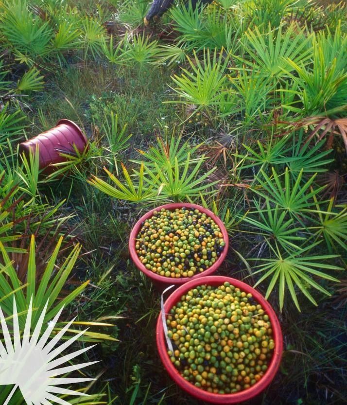 [서울=뉴시스] 쏘팔메토 열매 (사진=남인순 의원실 제공) 2025.10.20. photo@newsis.com *재판매 및 DB 금지