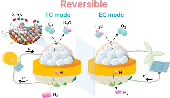 [서울=뉴시스] 수증기 유도 자발적 촉매 형성을 통한 고성능 양방향 연료전지 구현 모식도. (사진=성균관대 제공) 2025.10.20. photo@newsis.com *재판매 및 DB 금지