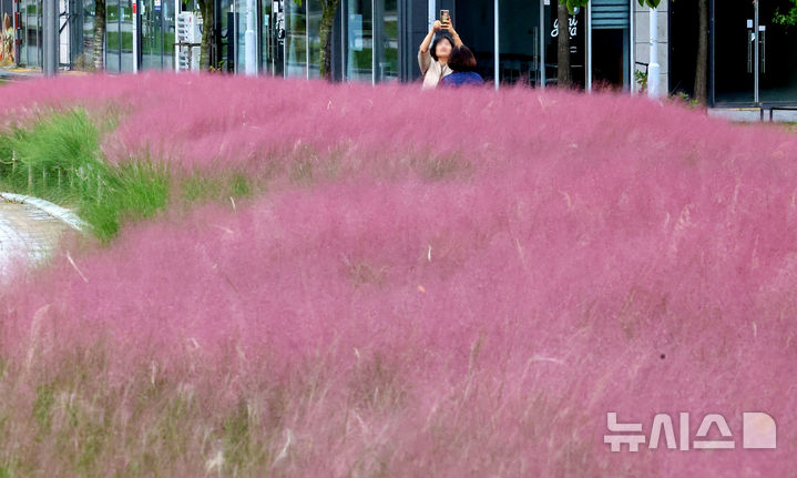 [대구=뉴시스] 이무열 기자 = 올 가을 들어 가장 쌀쌀한 보인 20일 대구 동구 신서중앙공원을 찾은 시민들이 만개한 핑크뮬리 배경으로 사진을 찍고 있다. 2025.10.20. lmy@newsis.com
