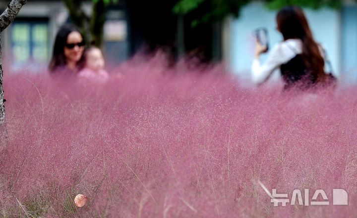 [대구=뉴시스] 이무열 기자 = 올 가을 들어 가장 쌀쌀한 보인 20일 대구 동구 신서중앙공원을 찾은 시민들이 만개한 핑크뮬리 배경으로 사진을 찍고 있다. 2025.10.20. lmy@newsis.com