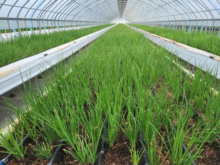 [서천=뉴시스] 서천군 특화작목 단지. (사진=서천군농업기술센터 제공) 2025.10.21. photo@newsis.com *재판매 및 DB 금지